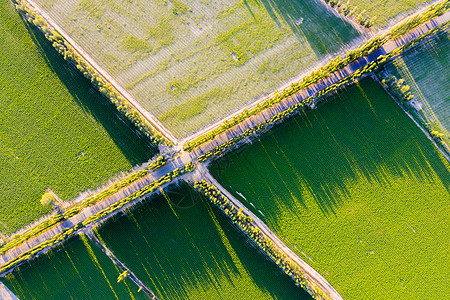 航拍新疆大规模种植农业农田图片
