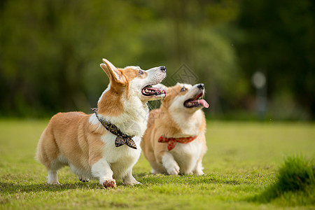 短腿柯基短腿柯基犬高清图片