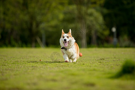 宠物柯基短腿柯基犬高清图片