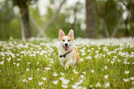 狗狗玩耍在花丛中玩耍的宠物柯基背景