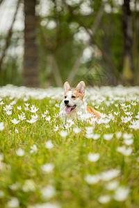 花丛中玩耍的宠物柯基图片