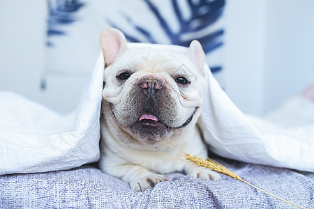 呆萌的法斗萌宠法斗犬高清图片