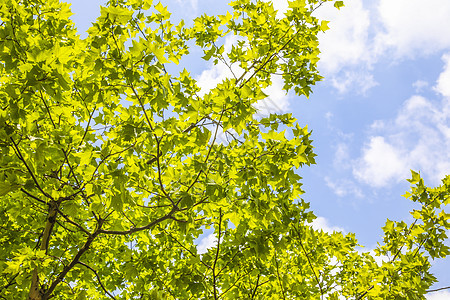 清新夏日充满绿意的树叶图片