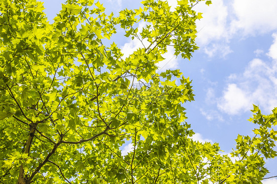 清新夏日充满绿意的树叶图片