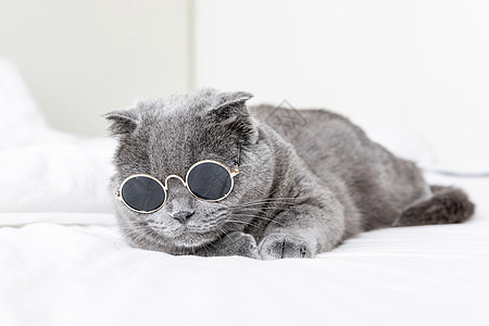 墨镜猫照片 墨镜猫背景 墨镜猫摄影图片下载 摄图网