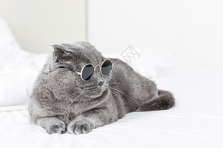 墨镜猫图片 墨镜猫素材 墨镜猫模板下载 摄图网