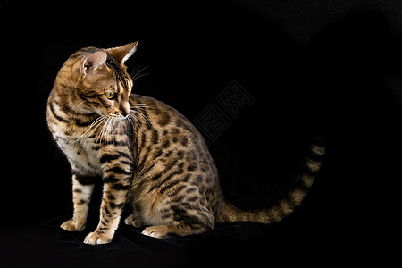 豹猫背景