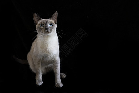暹罗猫图片
