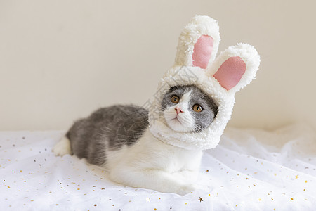 英短蓝白猫动物兔耳朵高清图片
