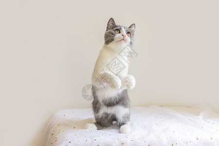 英短蓝白猫图片
