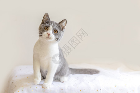 英短蓝白猫背景图片