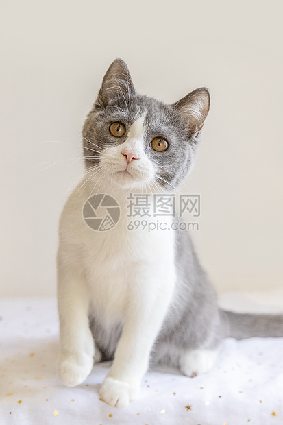 英短蓝白猫高清图片下载 正版图片 摄图网 英短蓝白猫高清图片下载 正版图片 摄图网