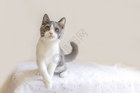 白猫图片 白猫素材 白猫高清图片 摄图网图片下载