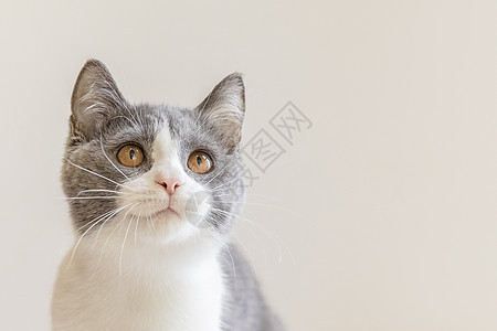 猫咪照片 猫咪背景 猫咪摄影图片下载 摄图网 猫咪照片 猫咪背景 猫咪摄影图片下载 摄图网