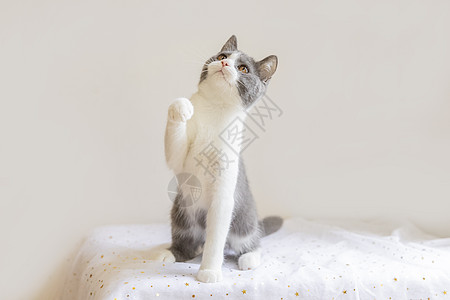 英短蓝白猫可爱动物壁纸高清图片