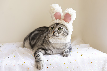 美短猫戴帽子高清图片