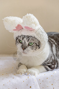 美短猫戴帽子高清图片