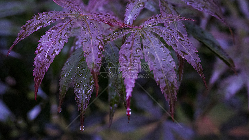 雨后紫色枫叶图片