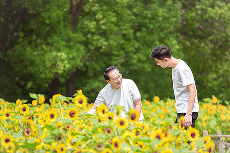 父子户外散步看向日葵背景图片