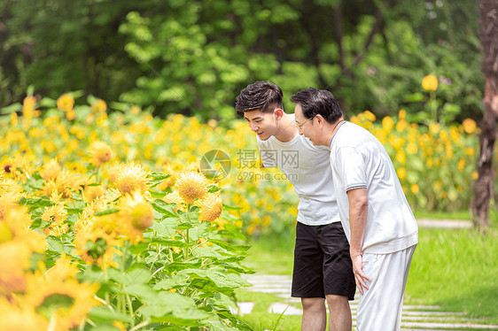 父子户外散步看向日葵图片