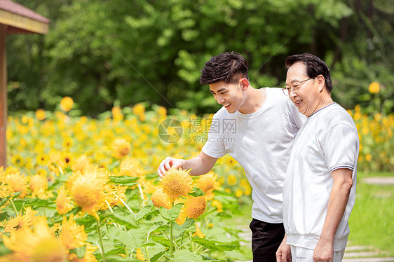 父子户外散步看向日葵图片