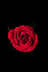 玫瑰花黑色背景图片