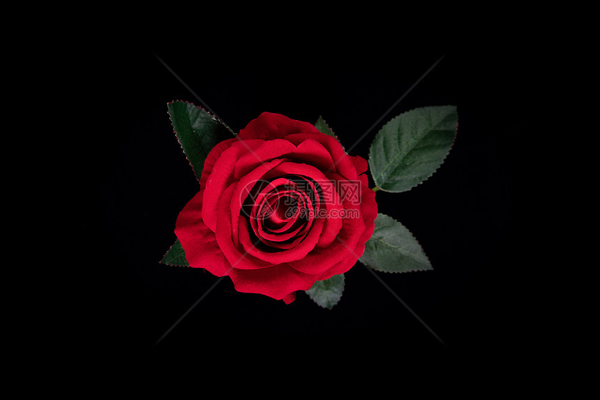 玫瑰花黑色背景高清图片下载 正版图片 摄图网 玫瑰花黑色背景高清图片下载 正版图片 摄图网