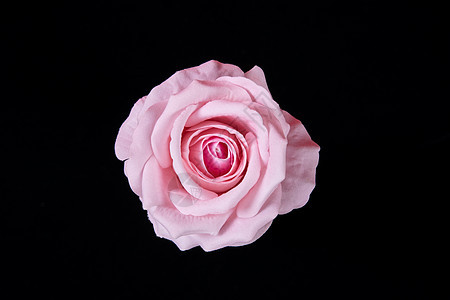 粉色玫瑰花背景图片