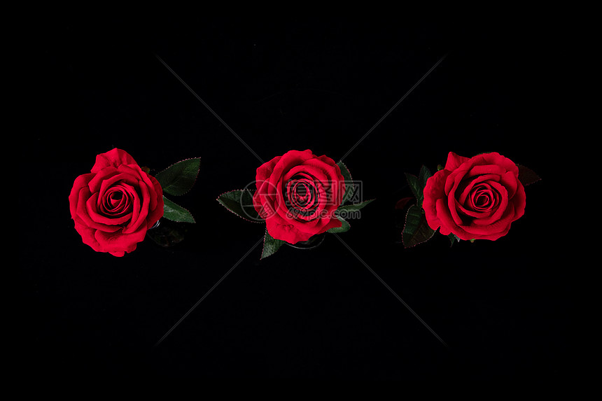玫瑰花黑色背景高清图片下载 正版图片 摄图网