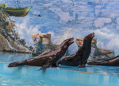 野生动物园海洋馆海豹表演图片