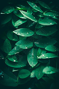 雨后绿叶图片