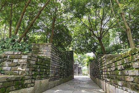 夏季树荫小道图片