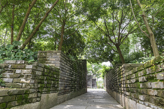 夏季树荫小道图片