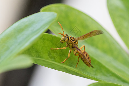 马蜂生物蜂疗高清图片