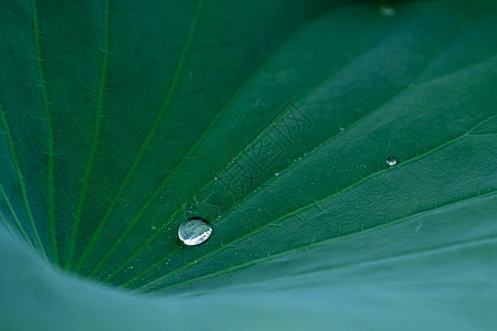 雨荷图片