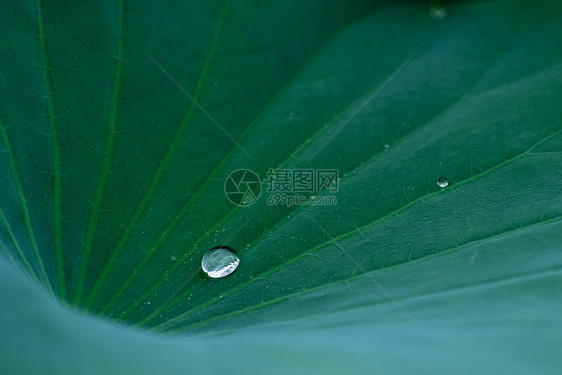 雨荷图片