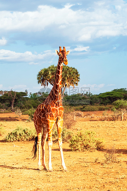 索马里长颈鹿图片