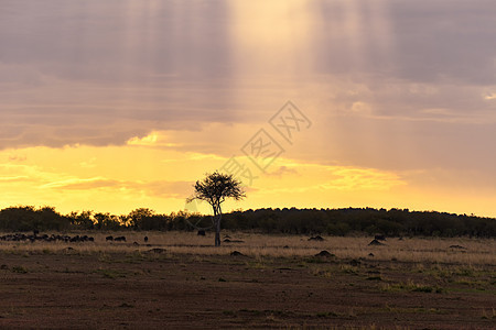 非洲草原的圣光背景图片