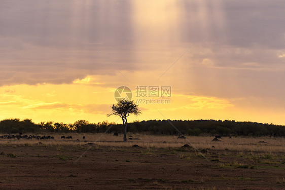 非洲草原的圣光图片