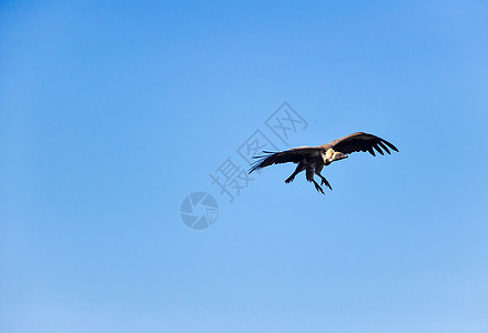 飞翔的秃鹫图片