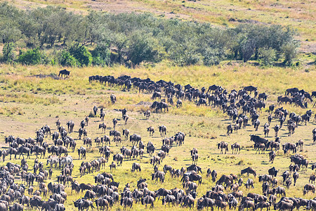 非洲草原角马群图片