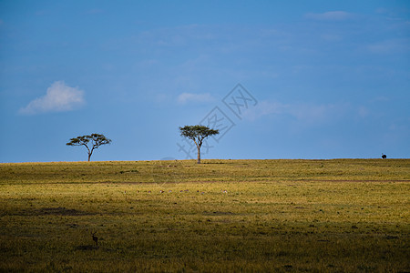 马赛马拉草原风景图片