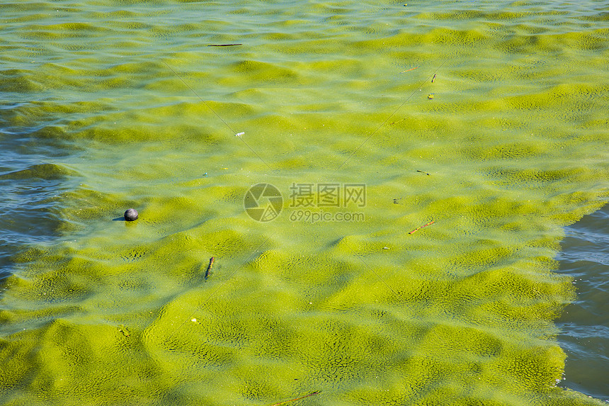 绿藻海洋环境保护图片