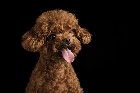 贵宾犬迷你泰迪狗图片