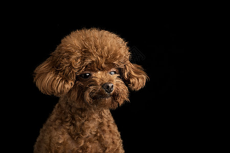 贵宾犬迷你泰迪狗图片