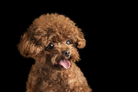 狗表情包动图贵宾犬迷你泰迪狗背景