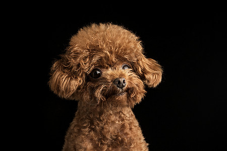 狗表情包动图贵宾犬迷你泰迪狗背景