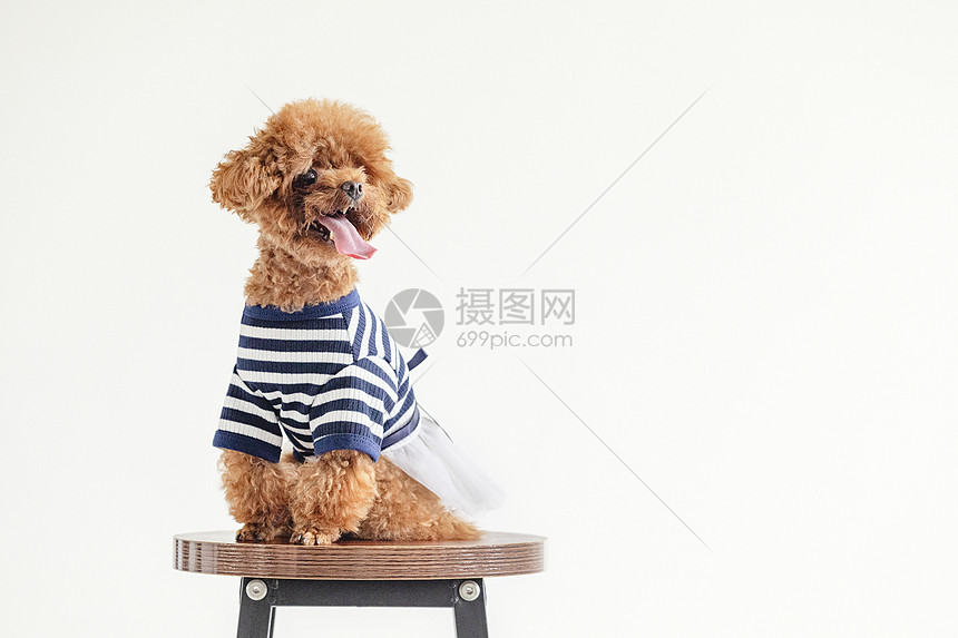 贵宾犬小泰迪图片