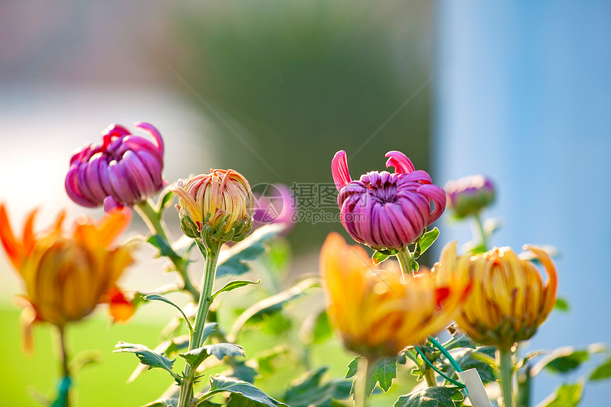 菊花花坛展览图片