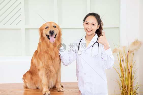 兽医给金毛犬做体检图片